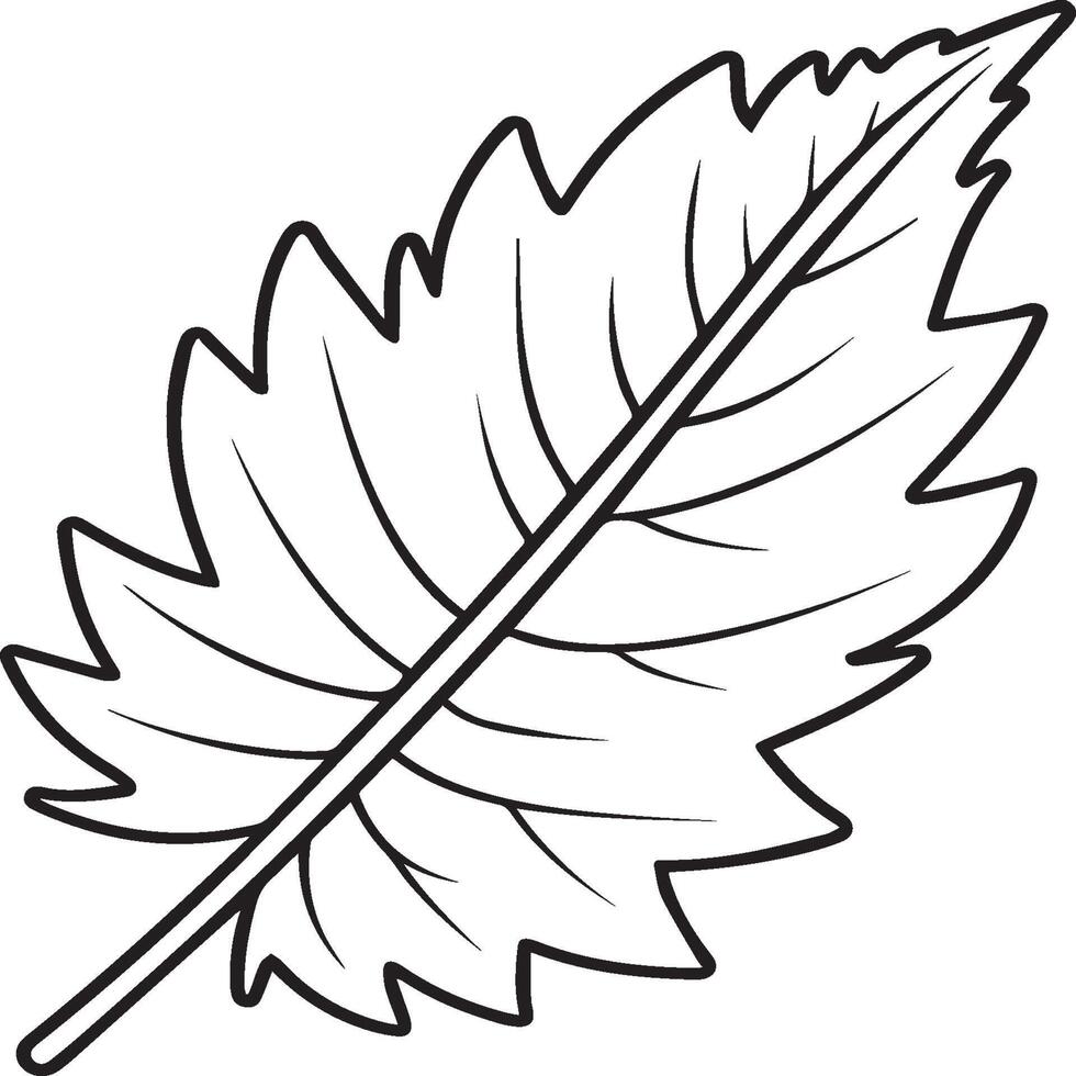 Leaf coloring pages. Leaf outline for coloring book vector