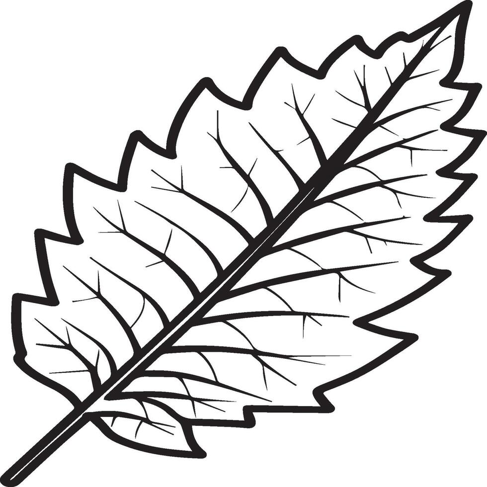 Leaf coloring pages. Leaf outline for coloring book vector