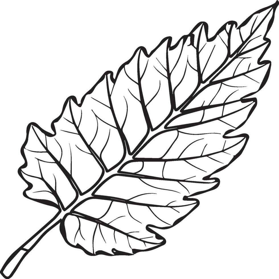 Leaf coloring pages. Leaf outline for coloring book vector