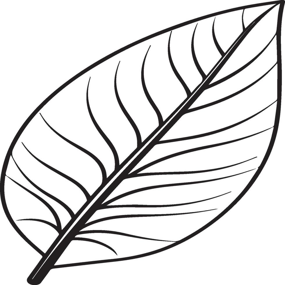 Leaf coloring pages. Leaf outline for coloring book vector