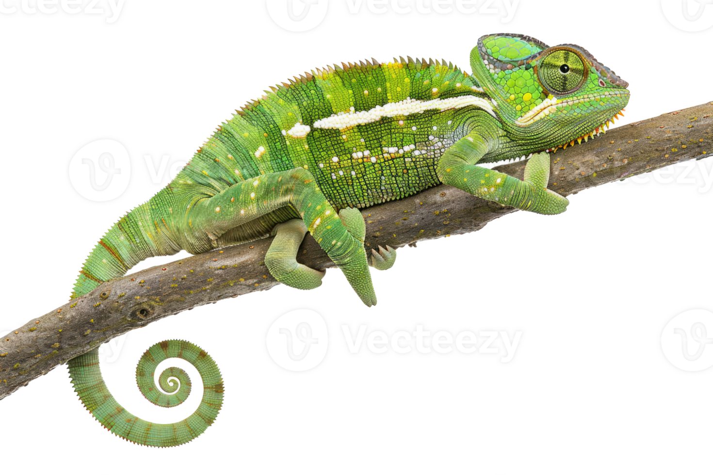 Green chameleon, Lizard png