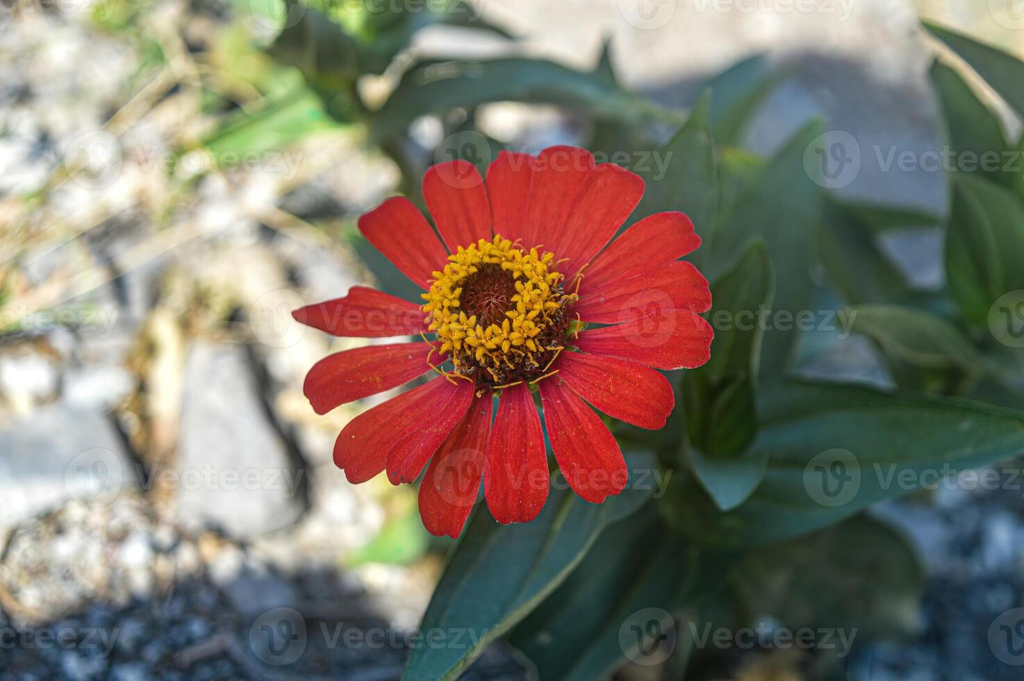 a blooming red zinnia flower photo