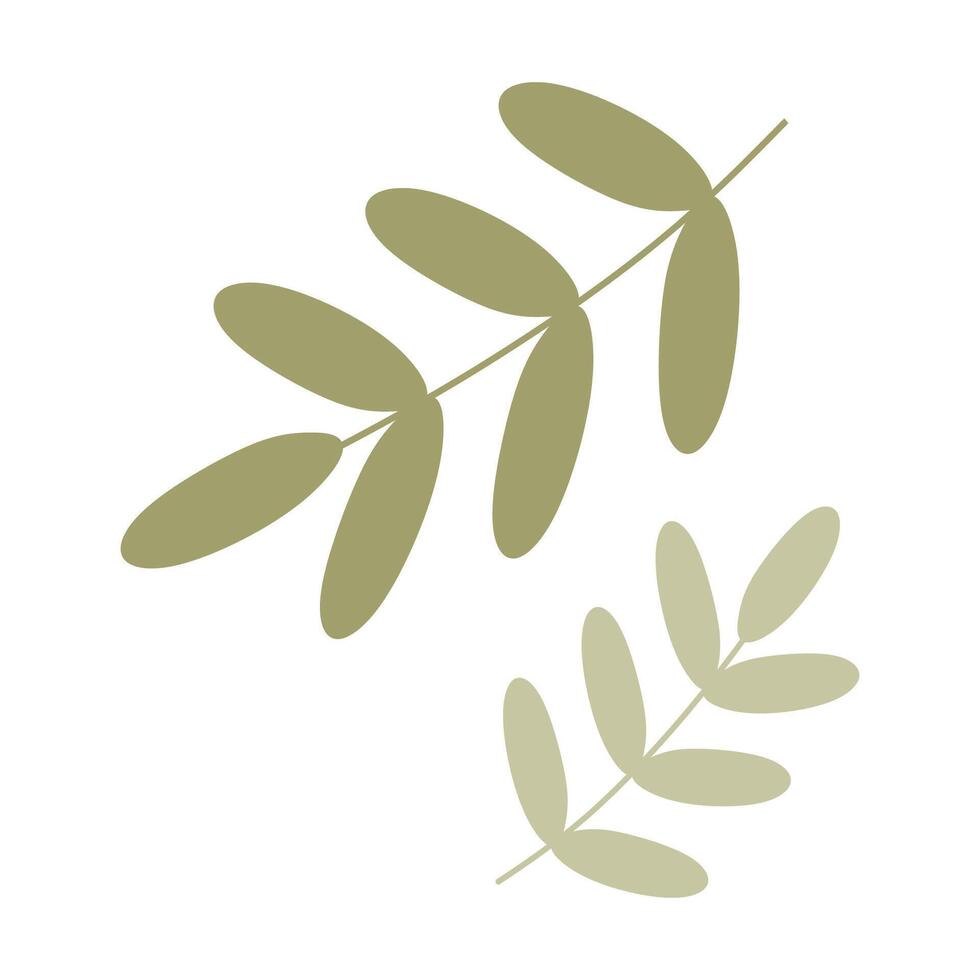 Flat Green Palm tree Branch, Cartoon Acacia Leaves. Closeup isolated Illustration on white background. Botany design Element for Card, Spring Holidays Decoration, Wedding Invitation. vector
