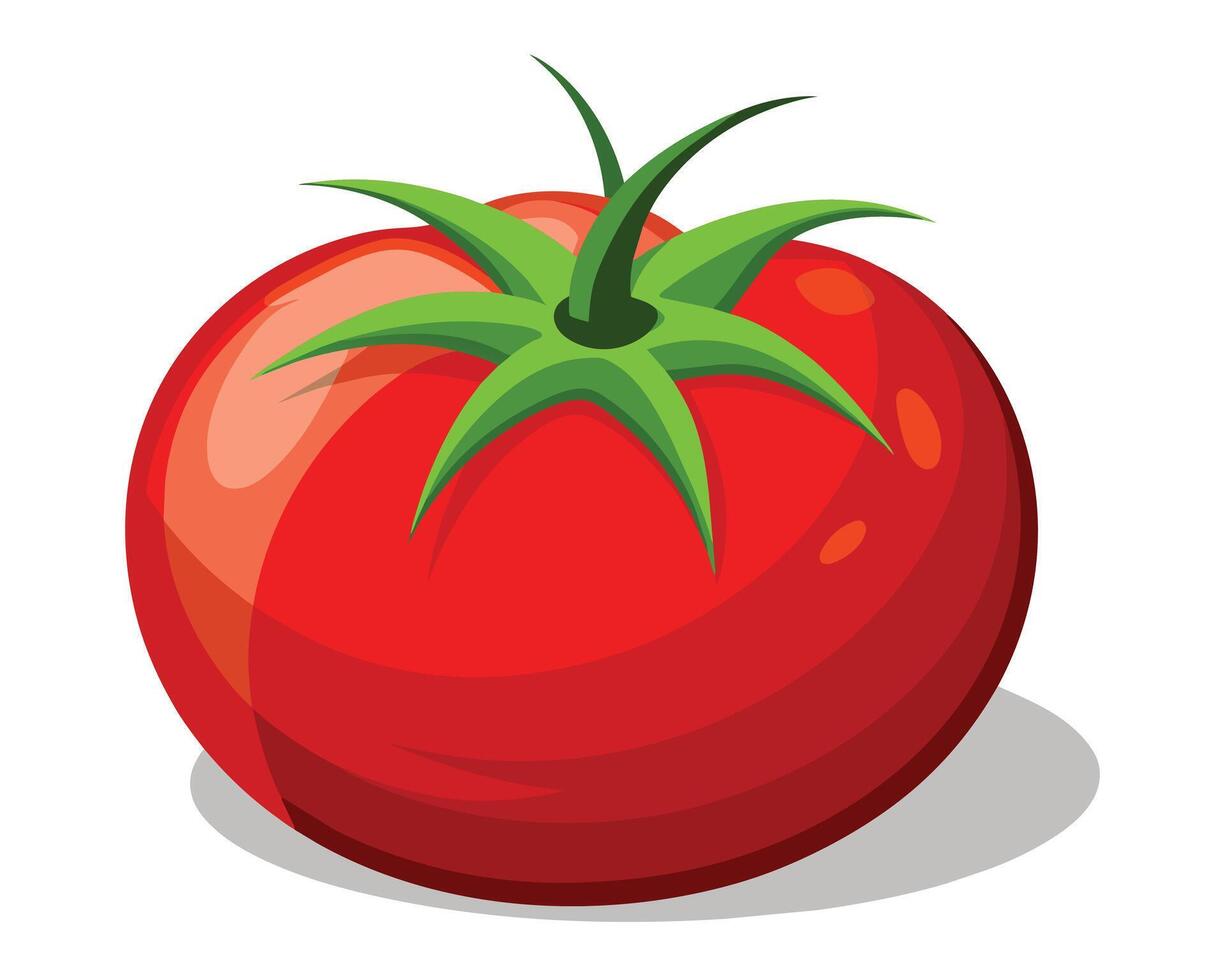 Big ripe red fresh cut tomato on white background vector