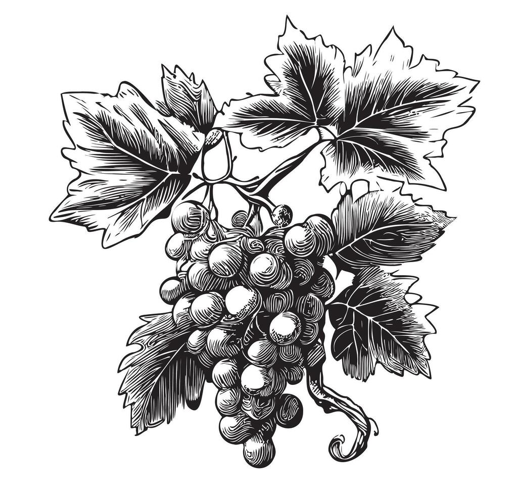 manojo de uvas mano dibujado bosquejo en garabatear estilo bayas ilustración vector