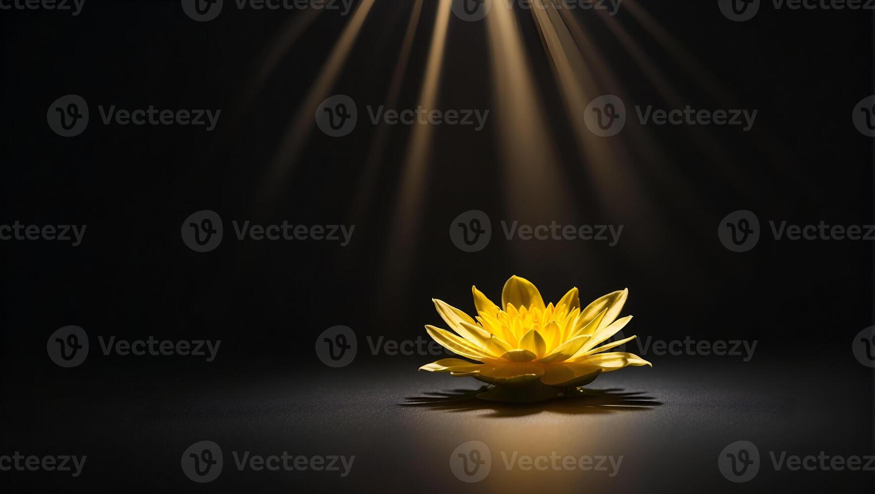 a ray of sunlight shines on a yellow lotus, a flower, hope, on a completely black background photo