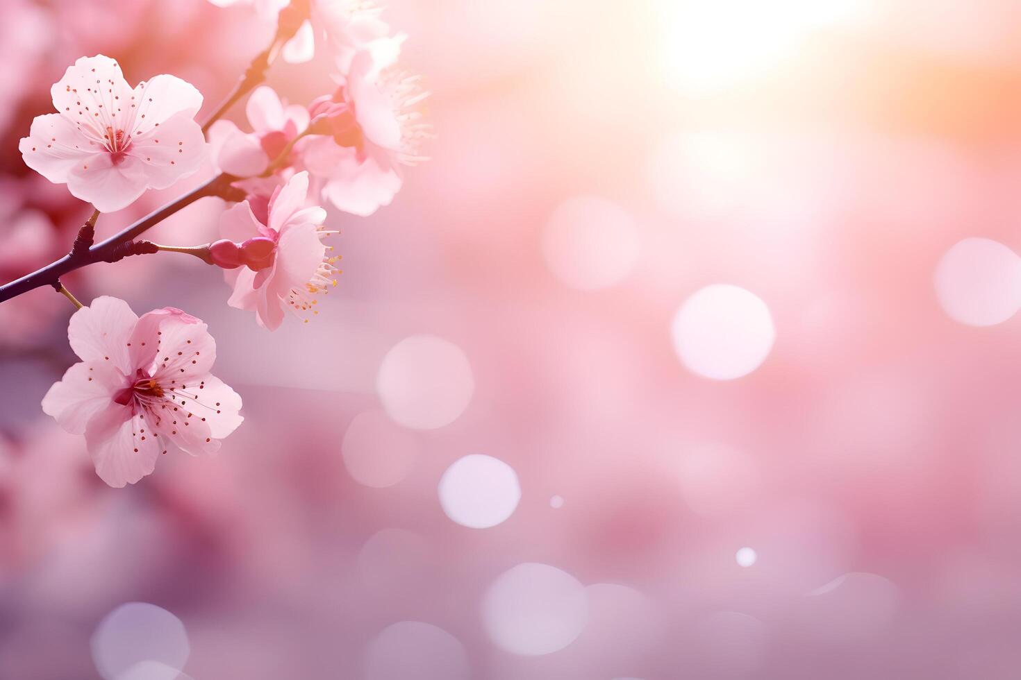 Pink sakura flowers, springtime background with copy space photo