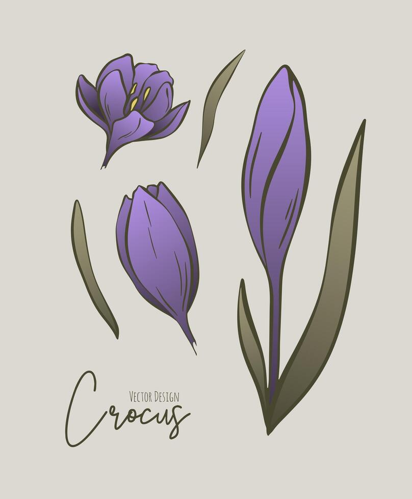 Botanical colored set of line illustration of crocus flowers for wedding invitation and cards, logo design, web, social media and poster, template, advertisement, beauty and cosmetic industry. vector