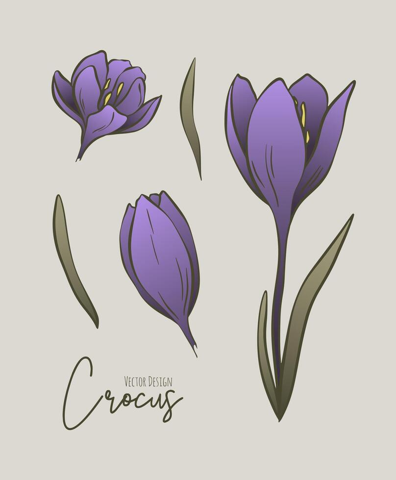 Botanical colored set of line illustration of crocus flowers for wedding invitation and cards, logo design, web, social media and poster, template, advertisement, beauty and cosmetic industry. vector