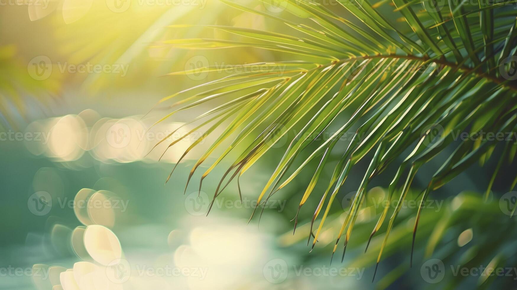 Beautifully blurred green palm leaf on a tropical beach with an abstract background of sun light waves. photo