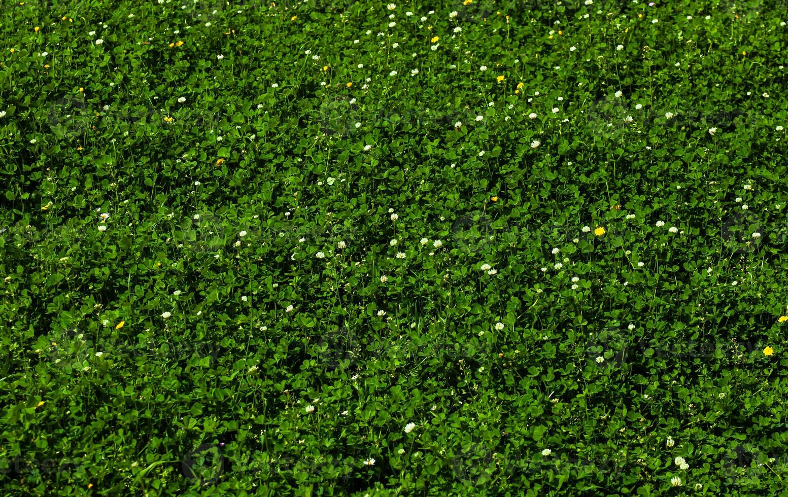 A field of green grass and blooming small light coloured flowers and dandelions, a lawn in spring. Background. Texture. Horizontal. photo