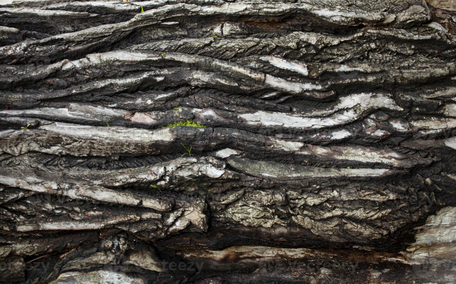 White and gray texture of birch bark and moss. The wavy texture looks voluminous and smells like fall. For the design. Photo in high quality.