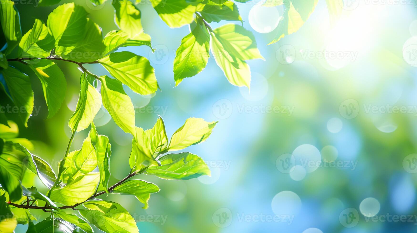 Green leaves with sunlight. Summer background, copy space. photo