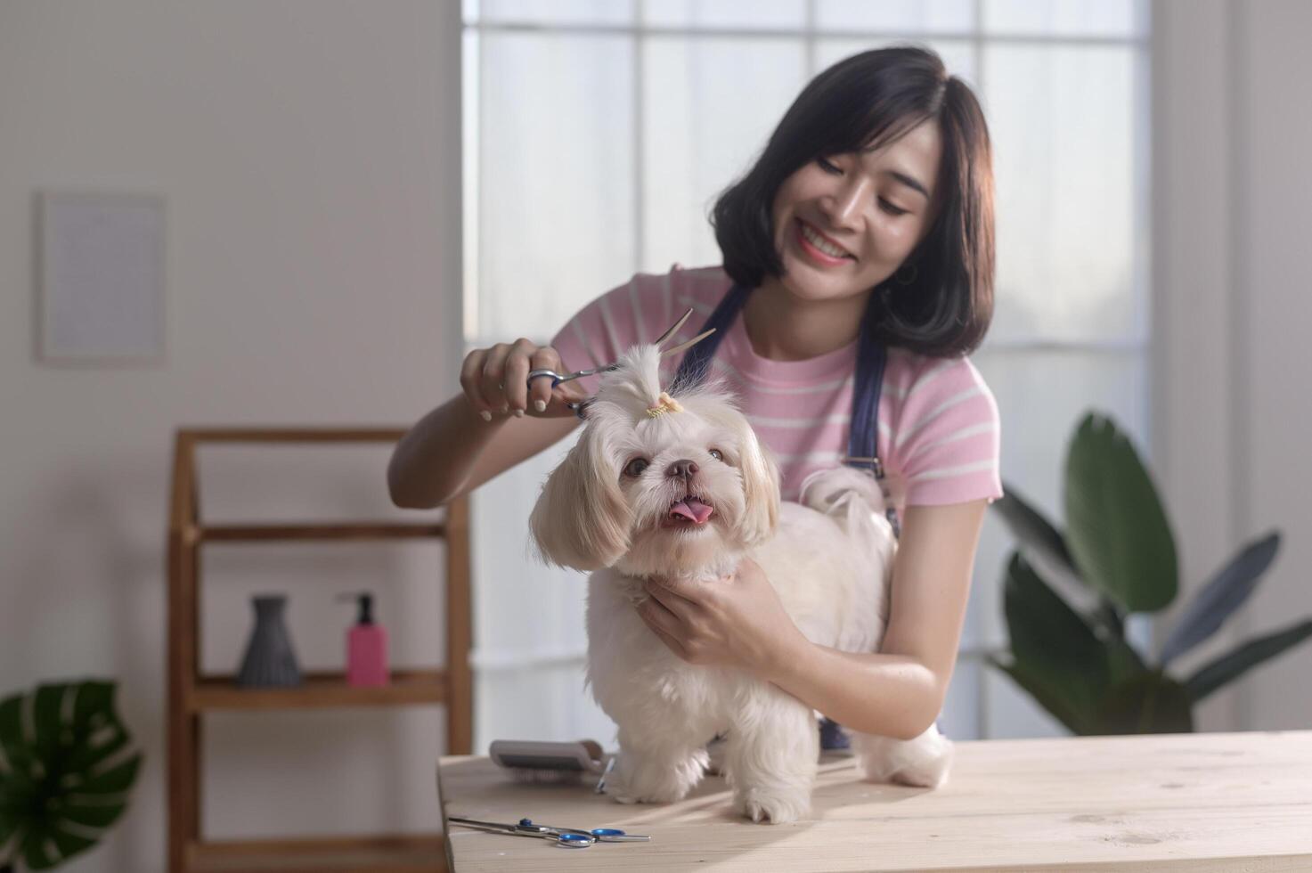 Female professional groomer trimming haircut and combing dog fur at pet spa grooming salon photo