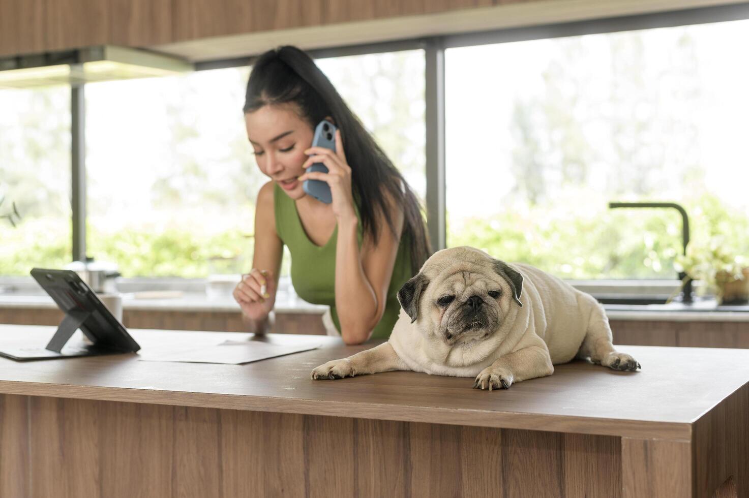 Young asian woman working with tablet and enjoying with her dog in the kitchen at home photo