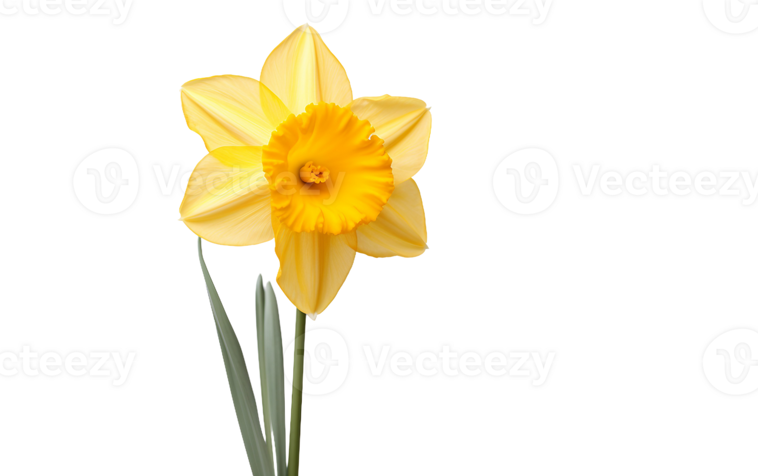 Yellow Daffodil On Transparent Background png