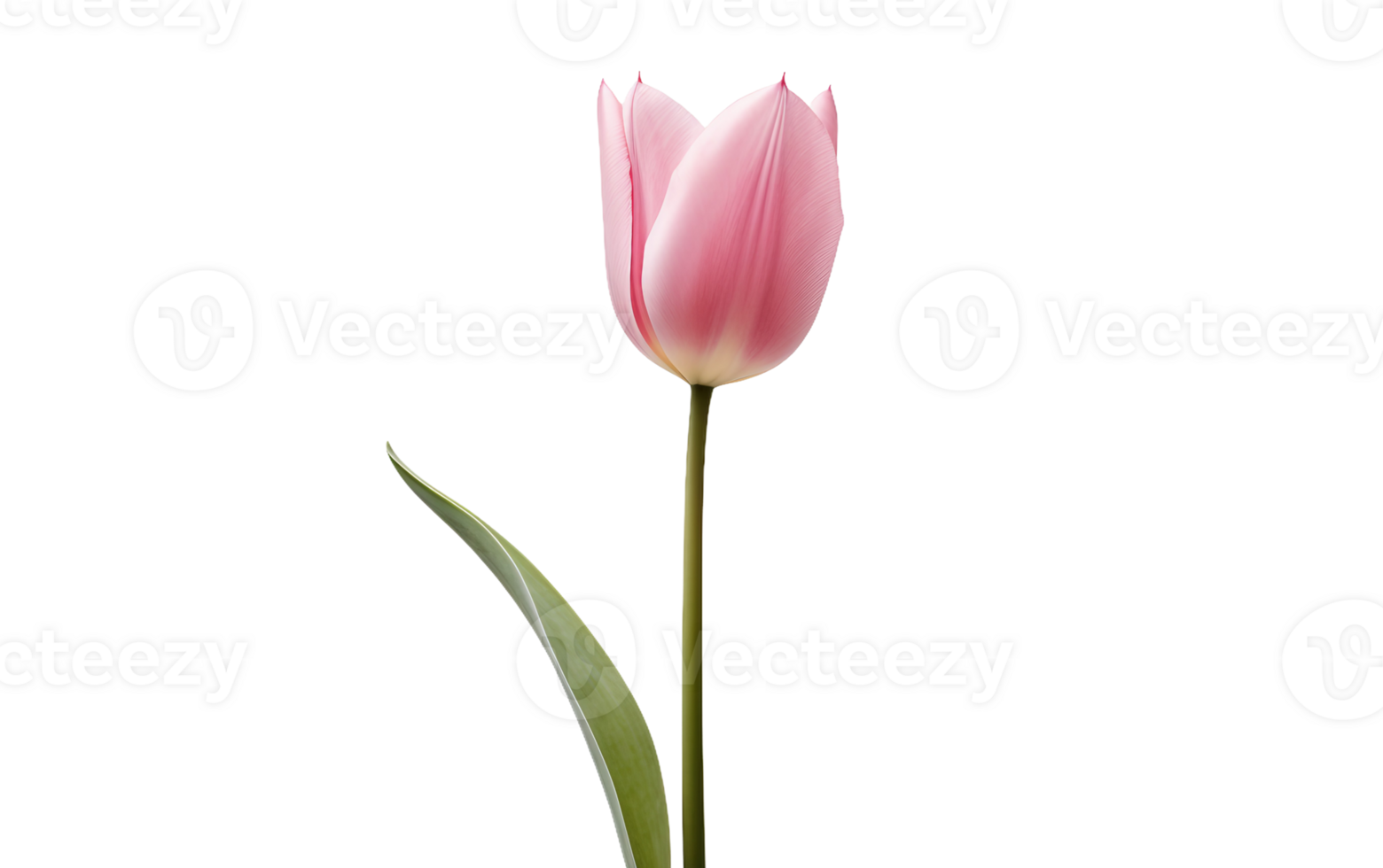 Delicate Pink Tulip On Transparent Background png