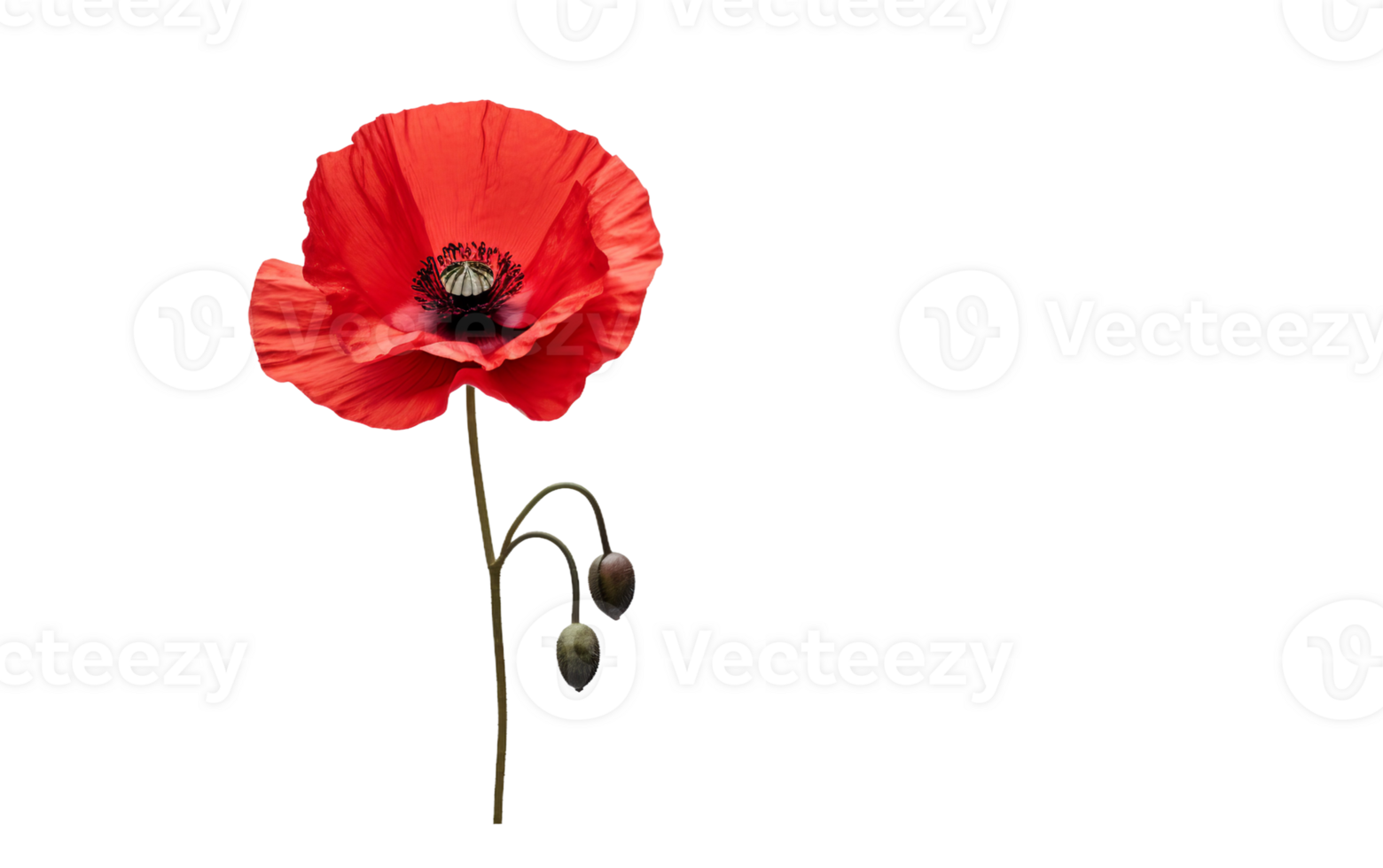 Red Poppy in Solitude On Transparent Background png