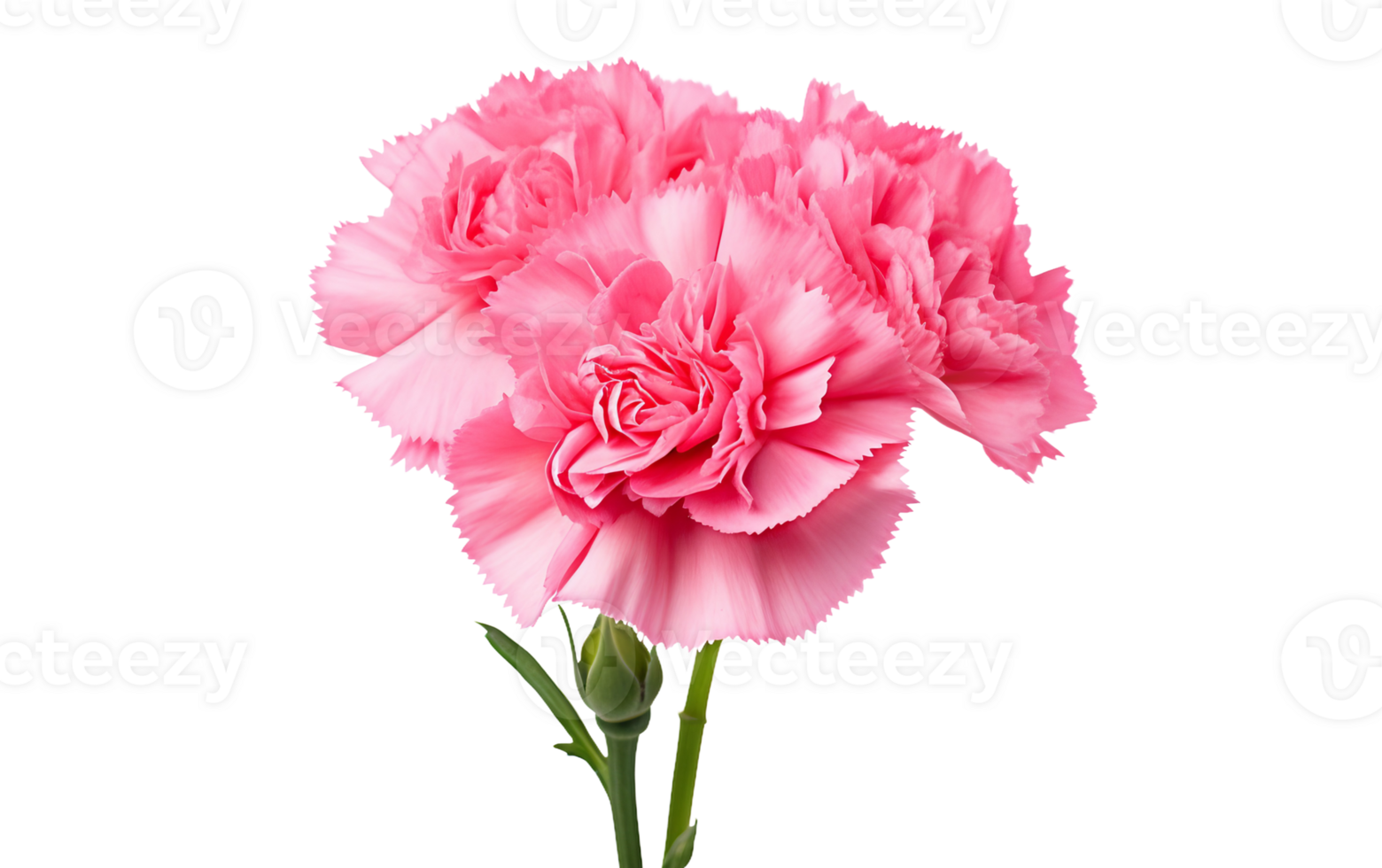 Pink Carnation Delight On Transparent Background png