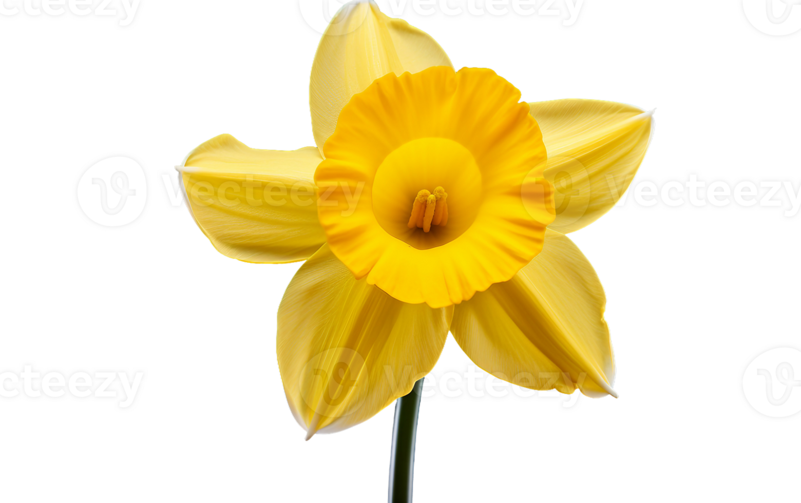 A Burst of Striking Yellow On Transparent Background png