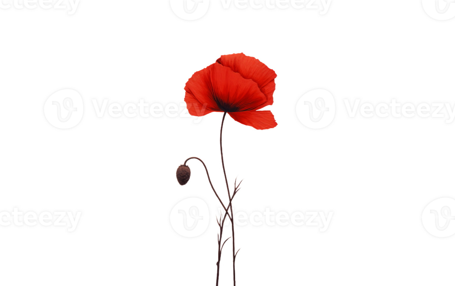 Alone Against a Radiant Backdrop On Transparent Background png