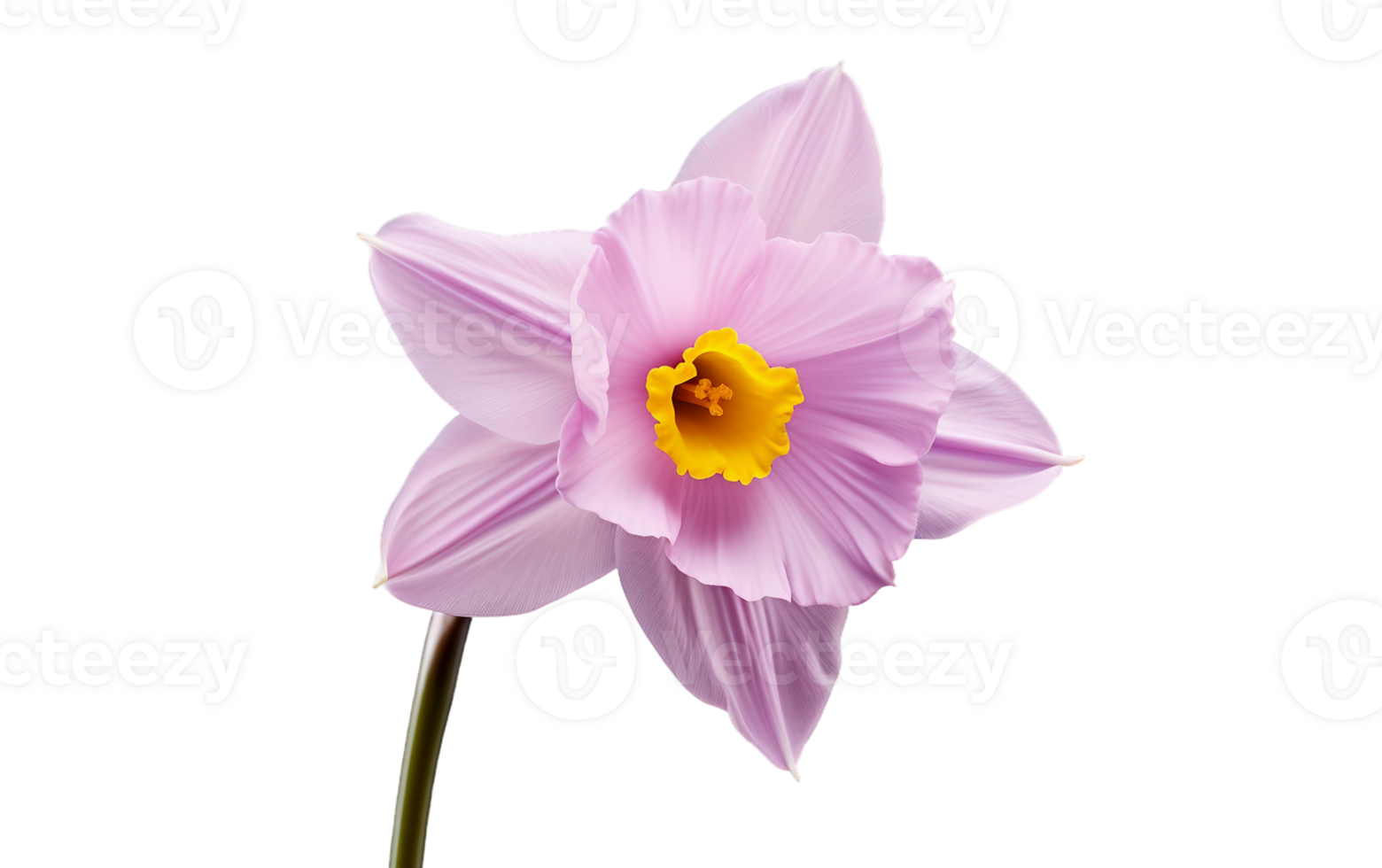 Lavender Daffodil On Transparent Background png