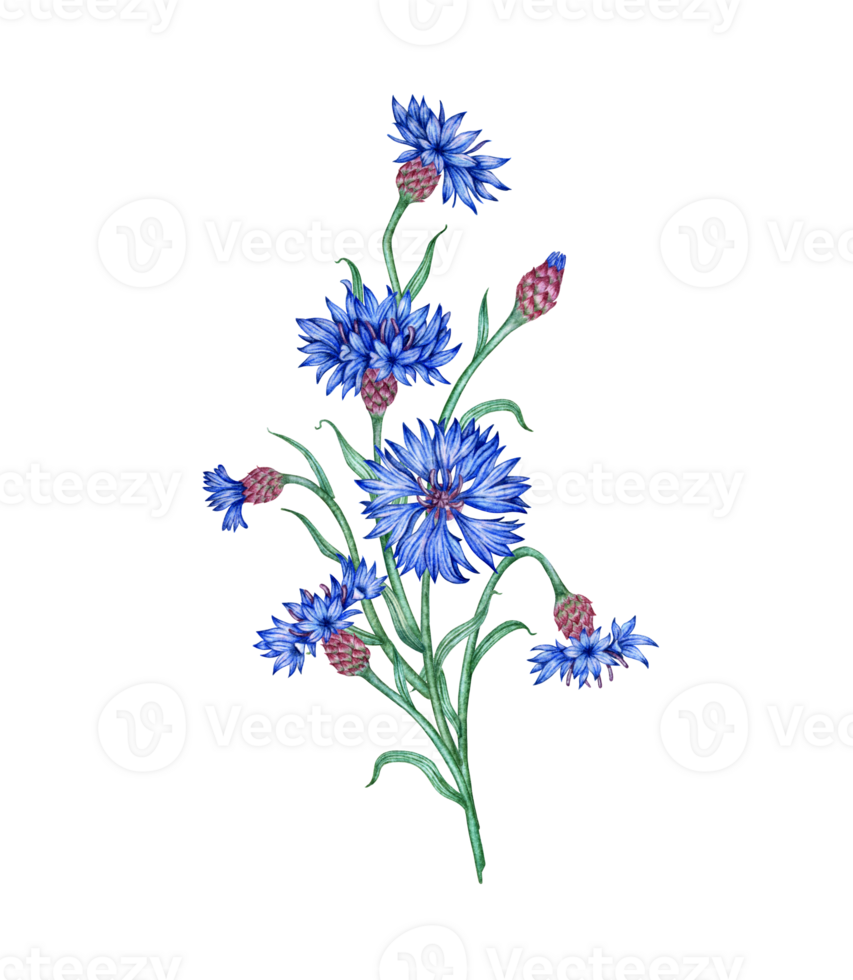 Watercolor illustration of a composition of blue cornflowers flowers. Botanical composition element isolated from background. Suitable for cosmetics, aromatherapy, medicine, treatment, care, design, png