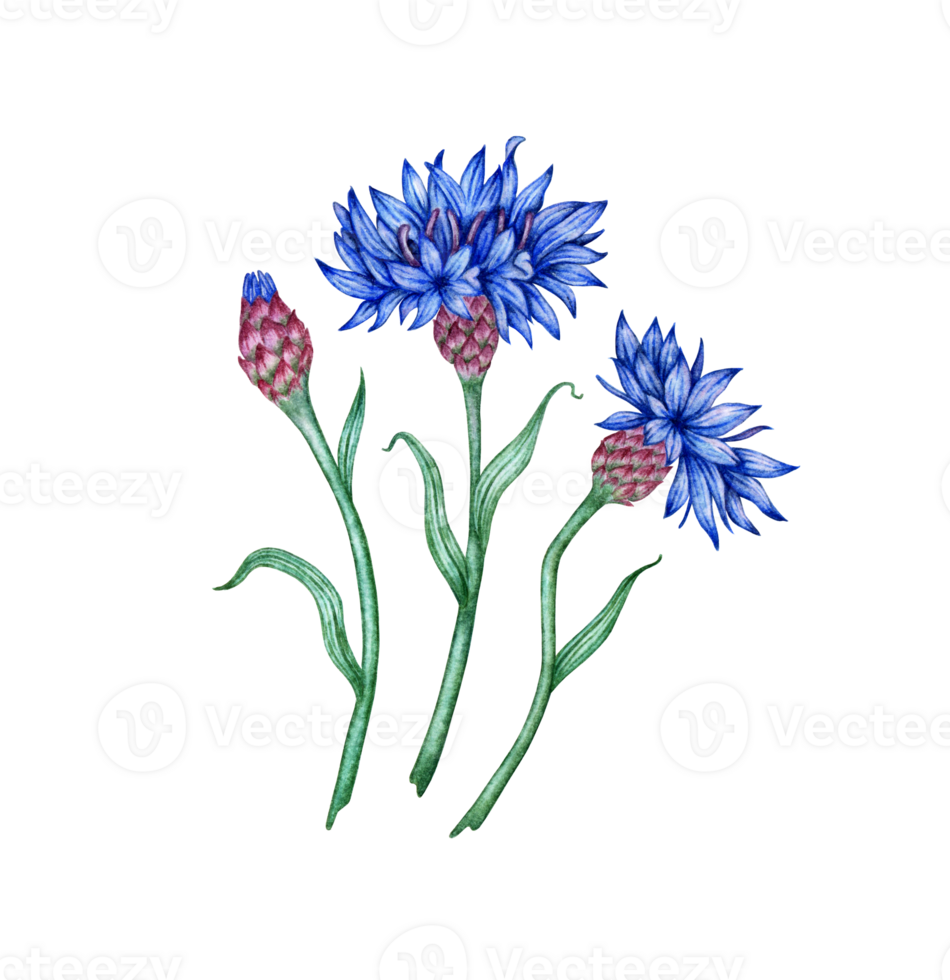 Watercolor illustration of a composition of blue cornflowers flowers. Botanical composition element isolated from background. Suitable for cosmetics, aromatherapy, medicine, treatment, care, design, png