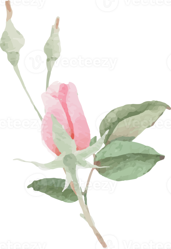 watercolor blooming pink rose flower bouquet wreath frame png