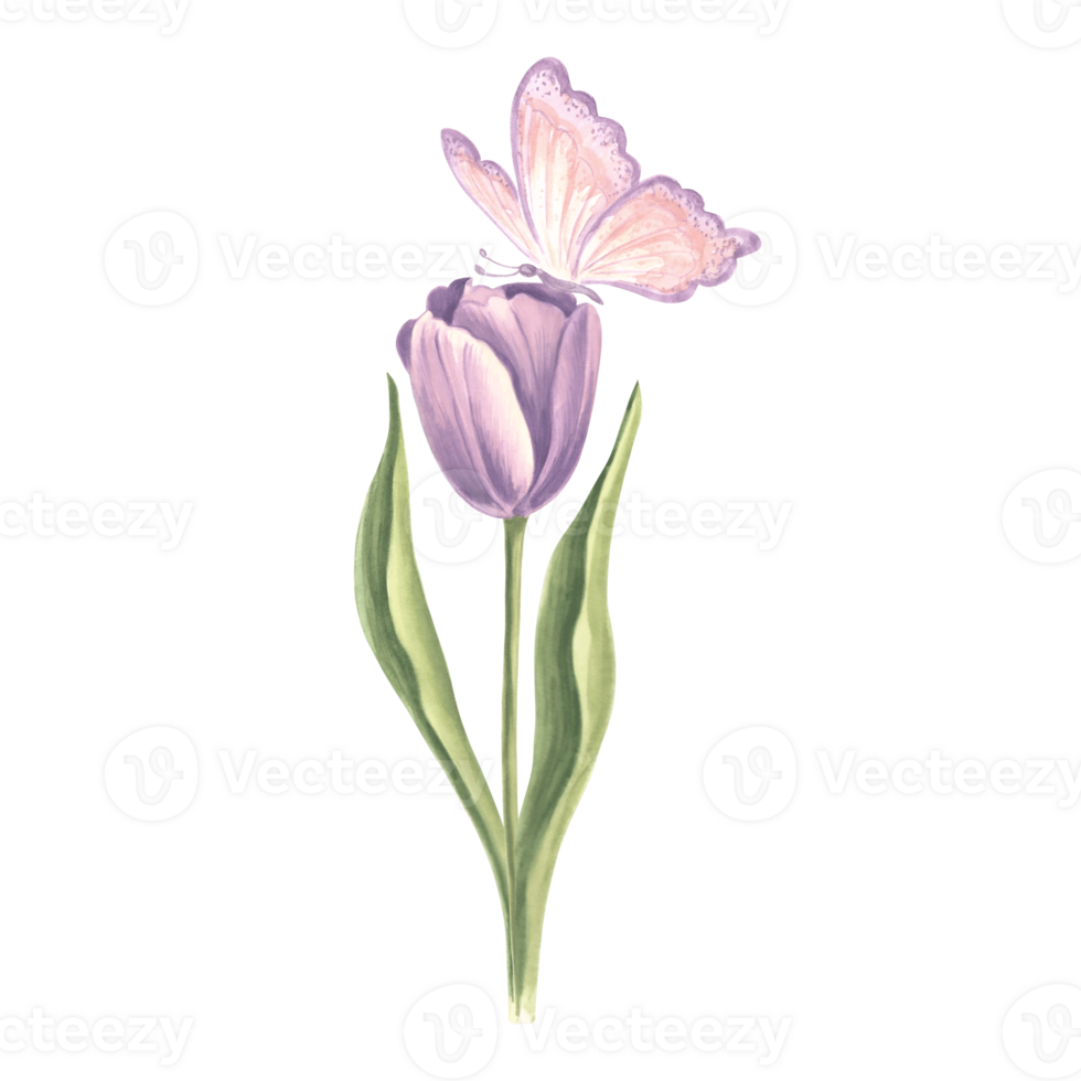 tulipe violet avec papillon. aquarelle jardin fleur. isolé main tiré illustration de printemps été fleurir. Prairie plante et insecte. botanique dessin modèle pour carte, imprimer, emballer, textile. png