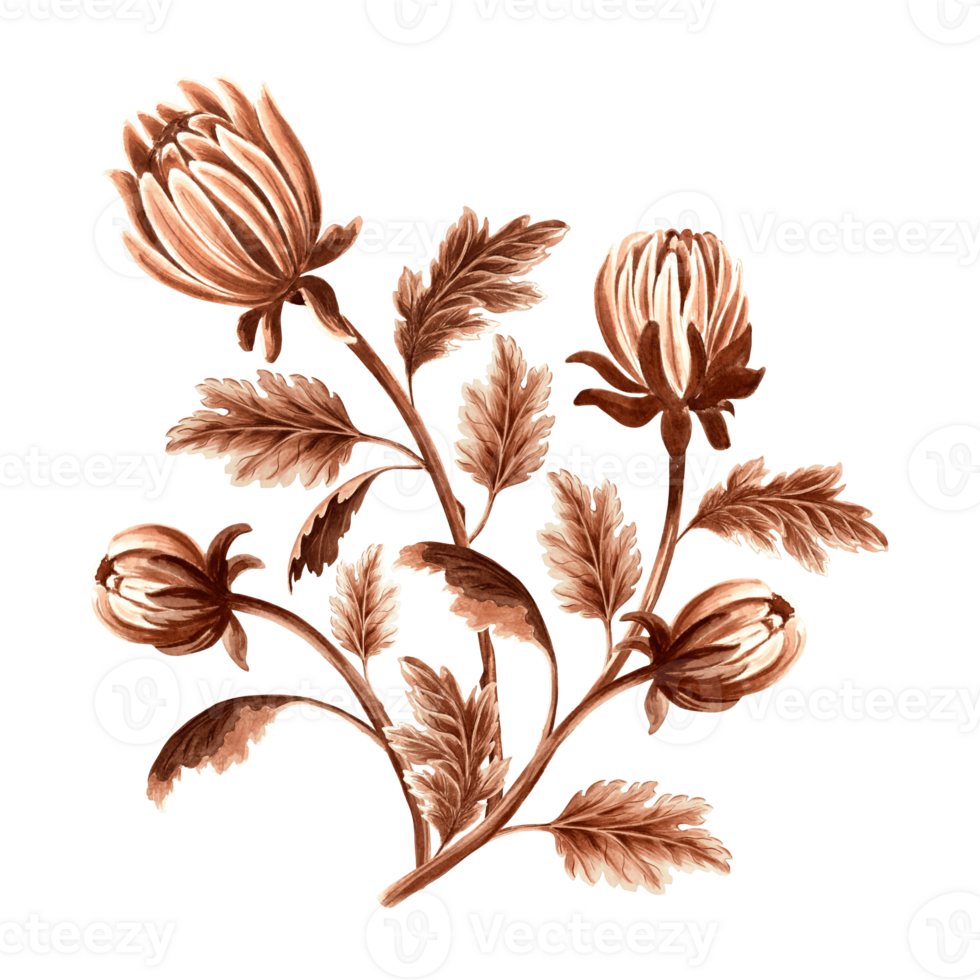 Flower chrysanthemum in watercolor, monochrome, isolated. Hand drawn botanical illustration in brown color. Vintage floral drawing template for wallpaper, textile, scrapbooking. png