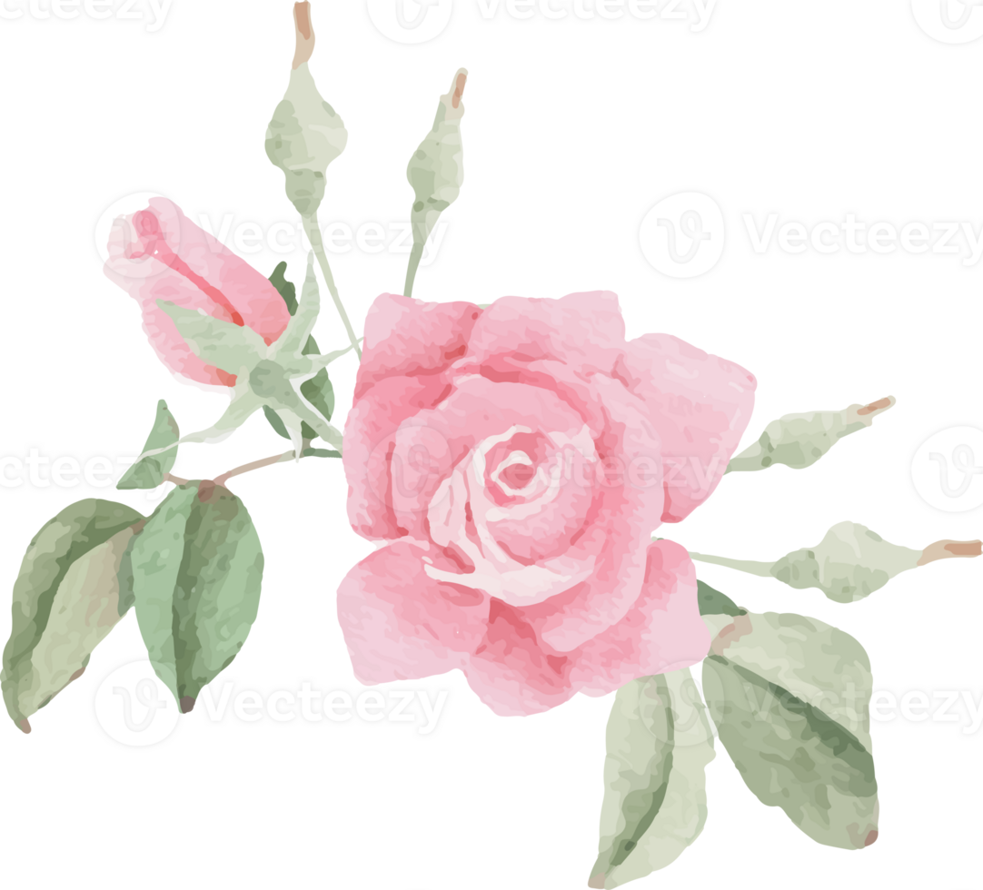 acquerello fioritura rosa rosa fiore mazzo ghirlanda telaio png