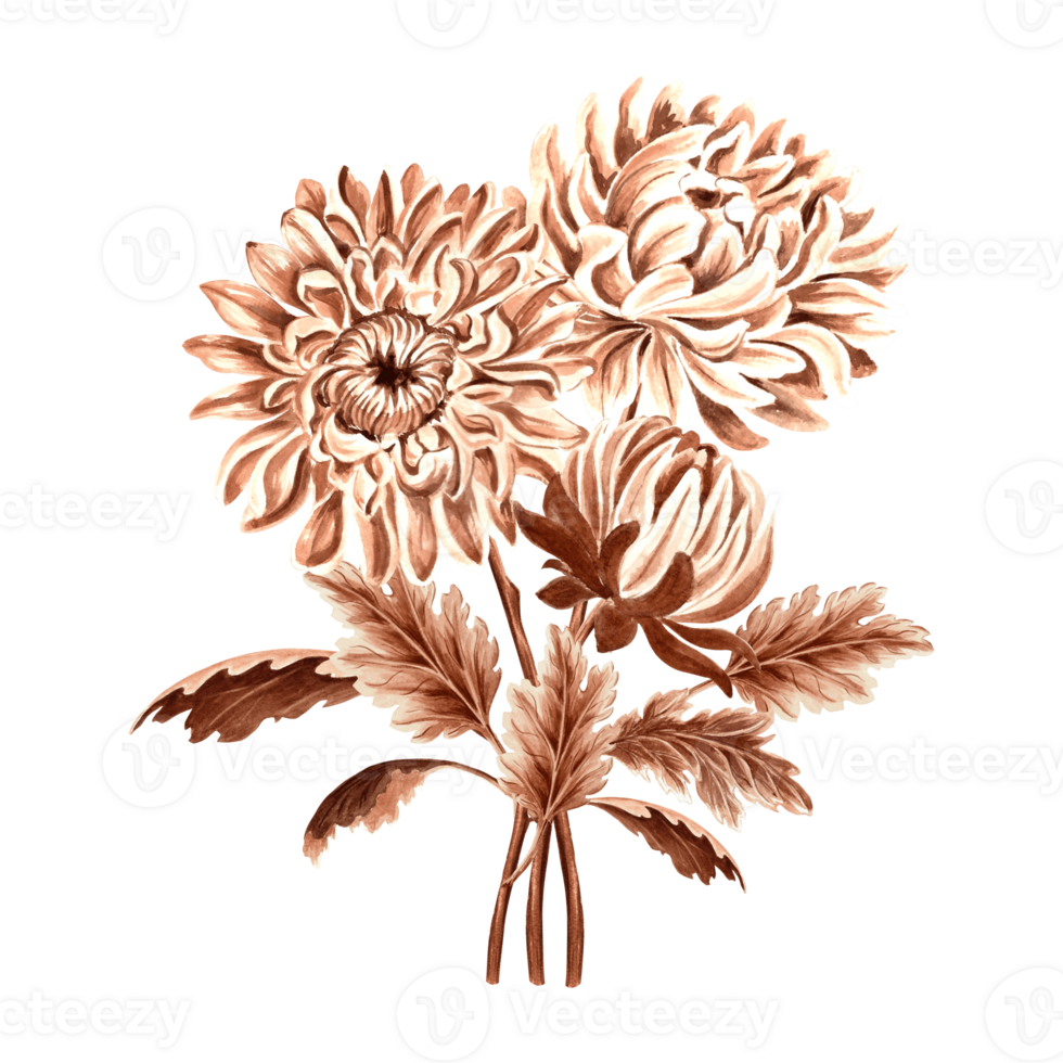 Chrysanthemum flower bouquet watercolor, monochrome, isolated . Hand drawn botanical illustration brown color. Vintage floral drawing template for wallpaper, textile, scrapbooking. png