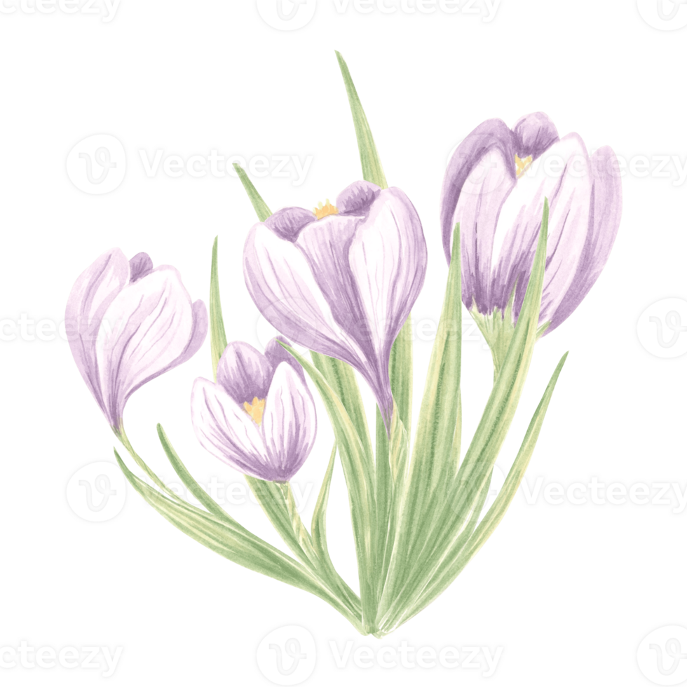 Crocuses bouquet. Watercolor purple flowers arrangement. Isolated hand drawn illustration of spring saffron blossom. Meadow wild herbs. Botanical drawing template for card, print, tableware, textile. png