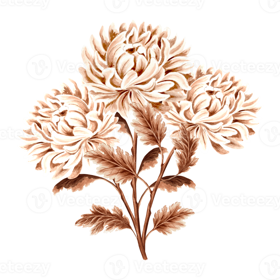 Chrysanthemum flower bouquet watercolor, monochrome, isolated . Hand drawn botanical illustration brown color. Vintage floral drawing template for wallpaper, textile, scrapbooking. png