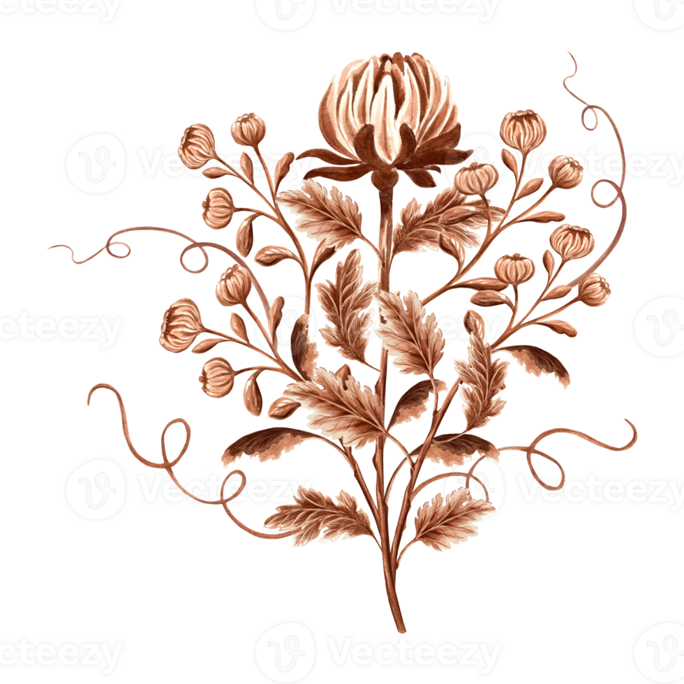 Flower chrysanthemum in watercolor, monochrome, isolated . Hand drawn botanical illustration in brown color. Vintage floral drawing template for wallpaper, textile, scrapbooking. png