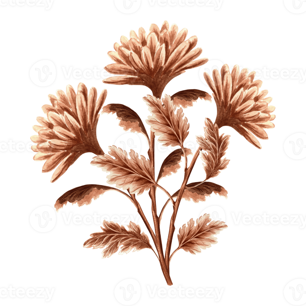 Chrysanthemum flower bouquet watercolor, monochrome, isolated. Hand drawn botanical illustration brown color. Vintage floral drawing template for wallpaper, textile, scrapbooking. png