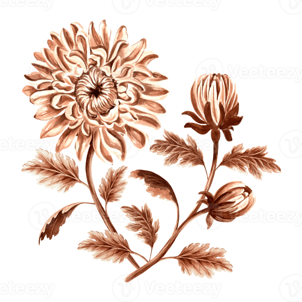 Flower chrysanthemum in watercolor, monochrome, isolated. Hand drawn botanical illustration in brown color. Vintage floral drawing template for wallpaper, textile, scrapbooking. png