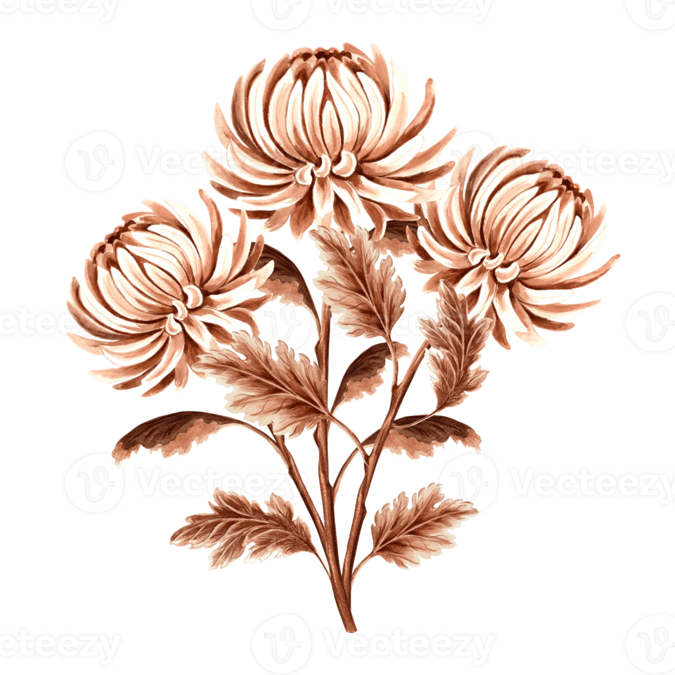 Chrysanthemum flower bouquet watercolor, monochrome, isolated . Hand drawn botanical illustration brown color. Vintage floral drawing template for wallpaper, textile, scrapbooking. png
