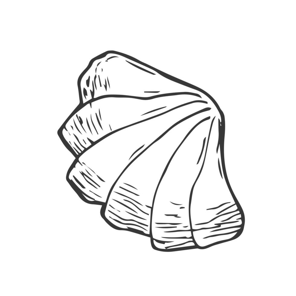 Sea shell doodle illustration. collection of various sea shell in outline vector