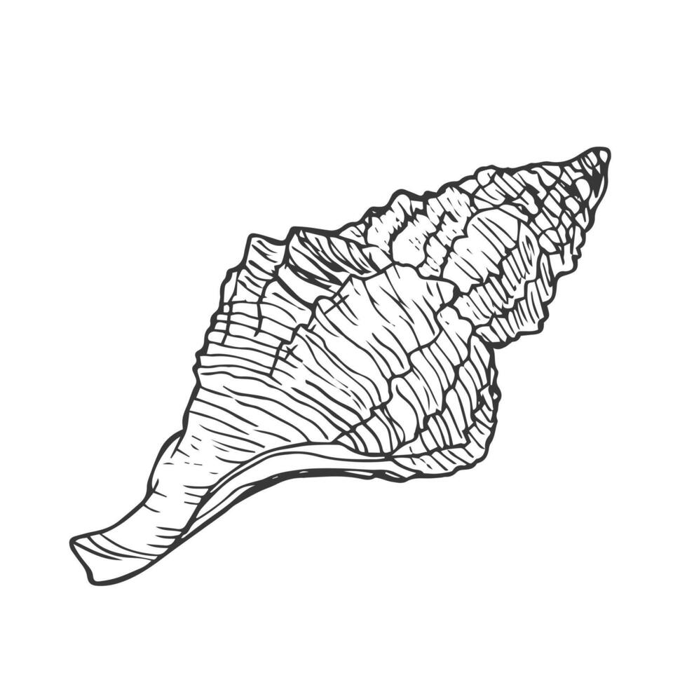Black and white illustration of a shell in hand-drawn ink. Seashells graphics isolated on a white background. vector