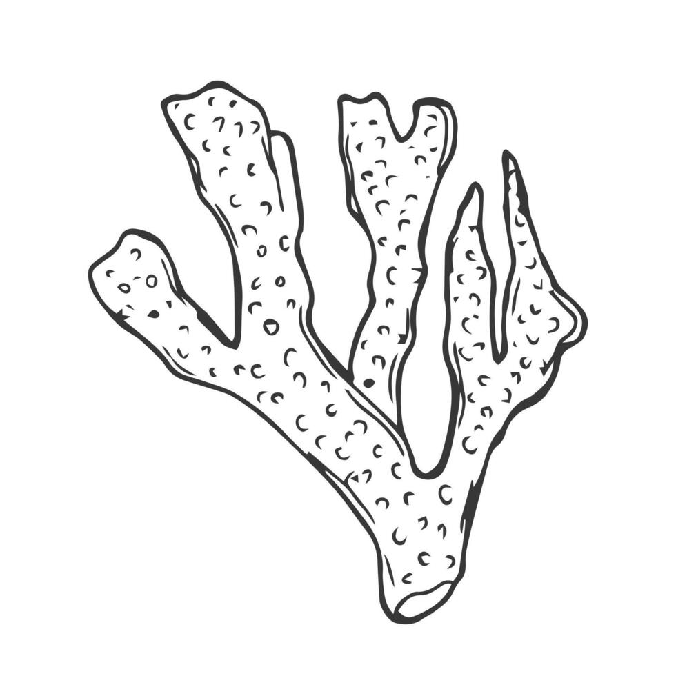 isolated simple contour coral template. Colorless black line coral branch outline doodle sketch. vector