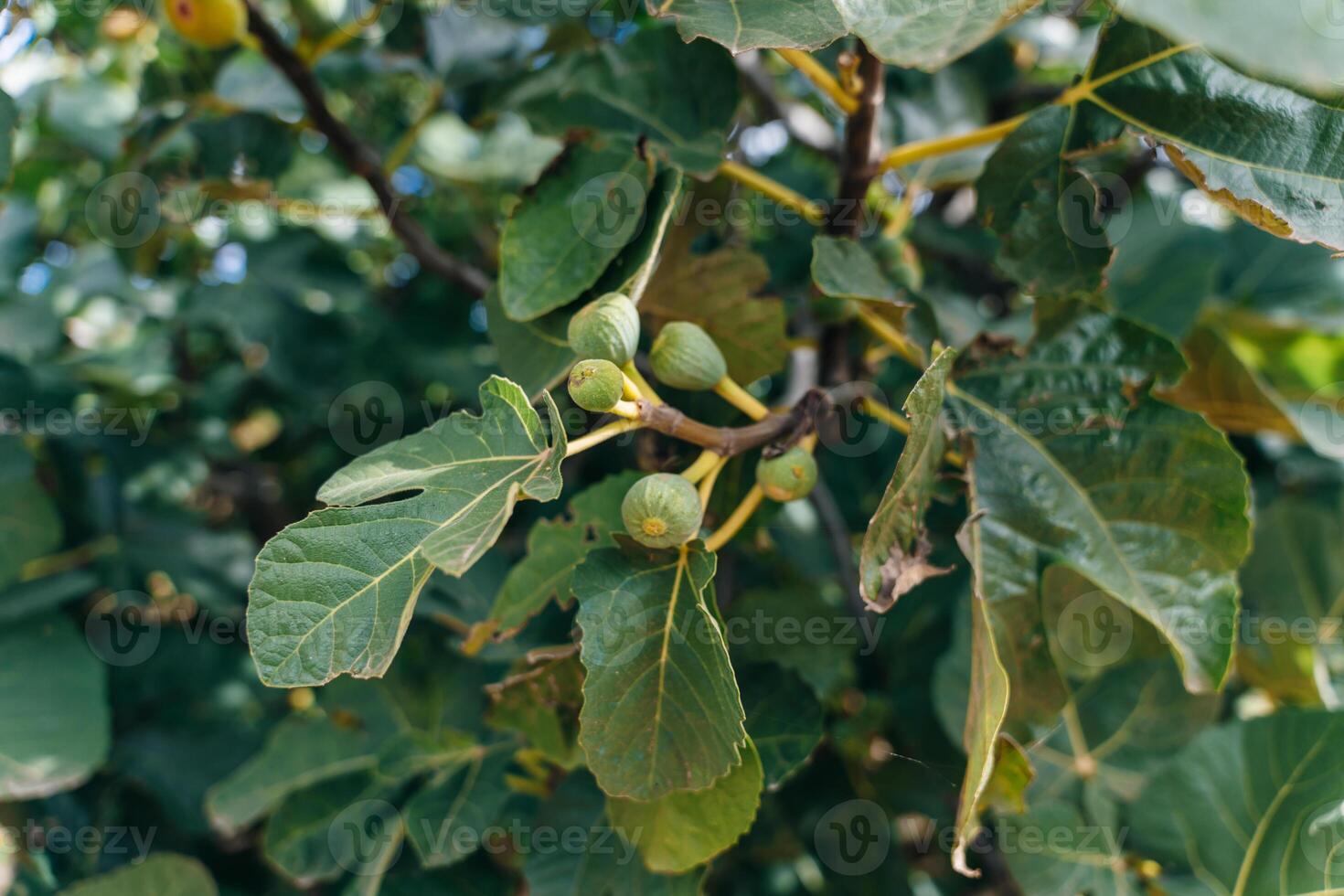 Figs on the branch of a fig tree photo