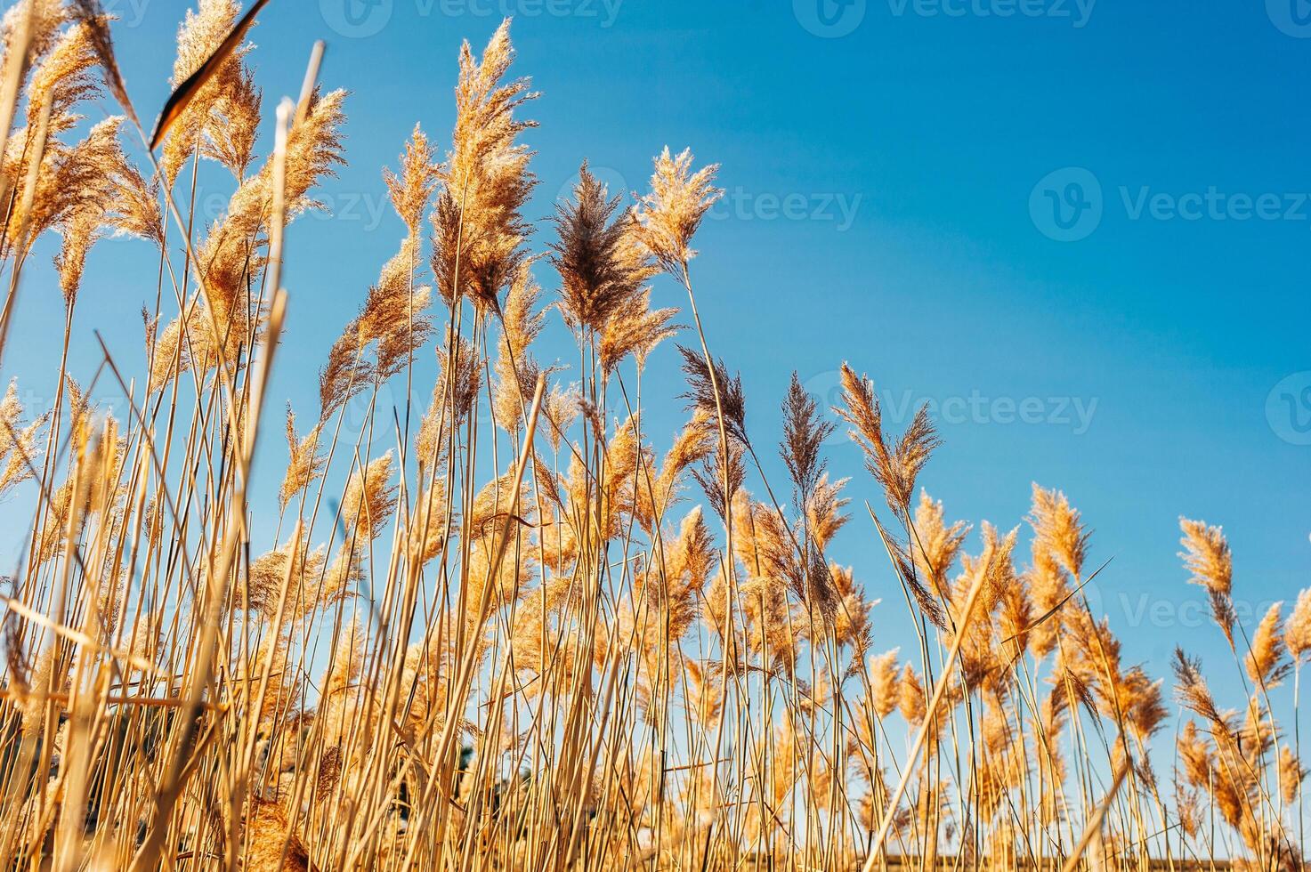 Dry grass flowers blowing in the wind, red reed sway in the wind with blue cloudy sky background, reed field in autumn. photo