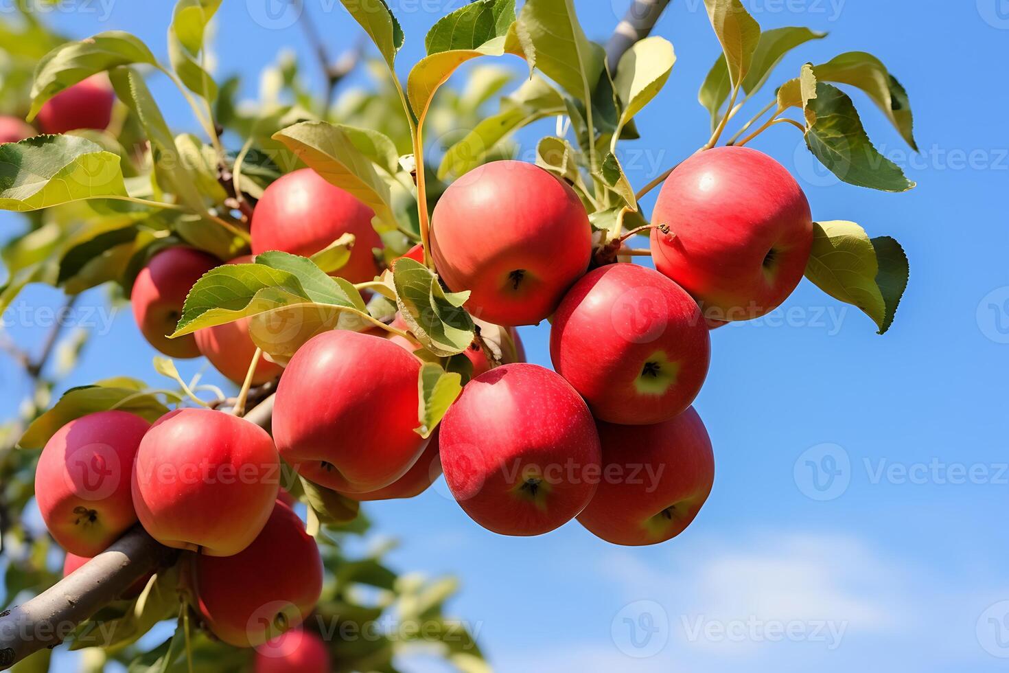 Red apples on a tree branch in an orchard in the summer photo