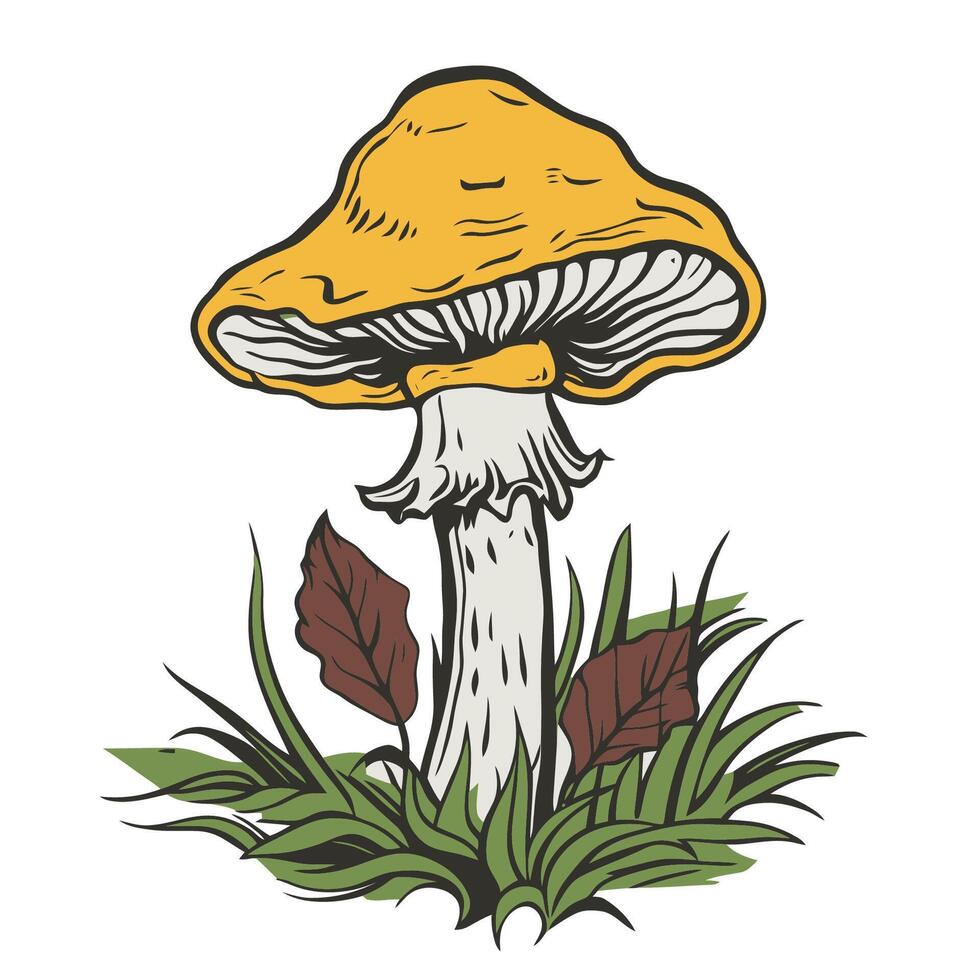 vintage illustration of yellow Chanterelle mushroom surrounded by green grass vector