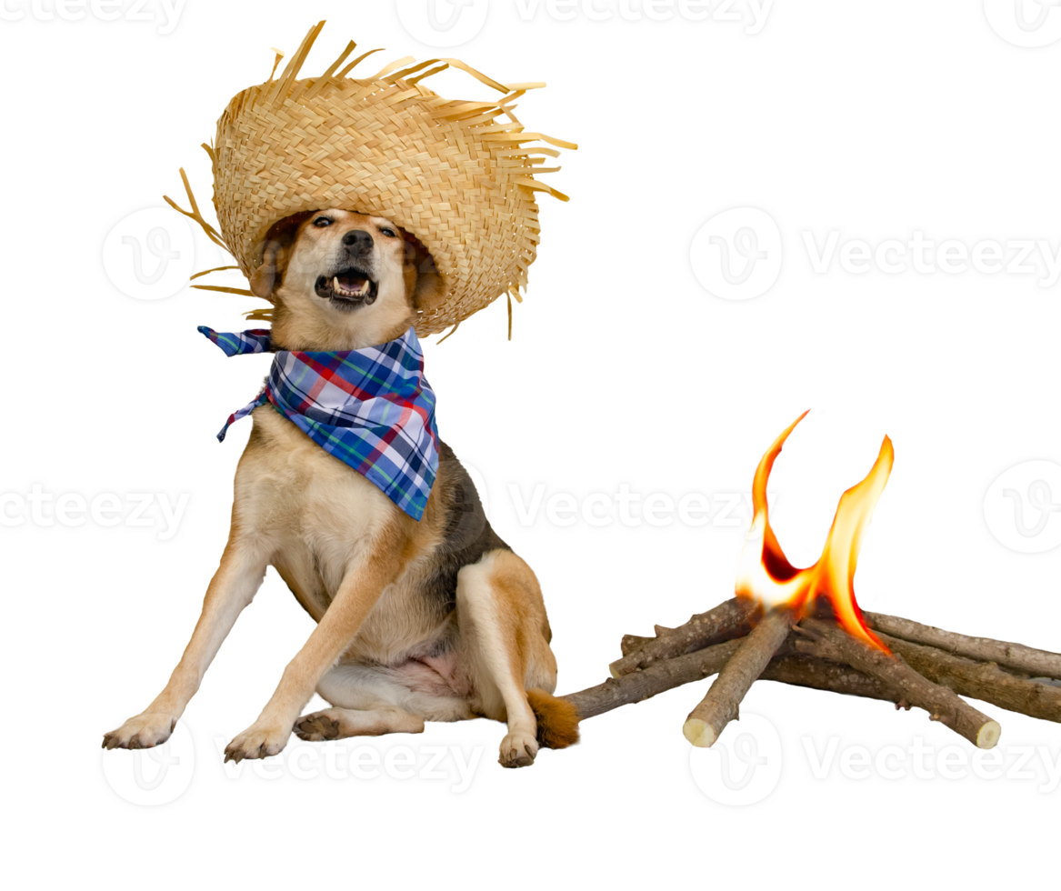 dog dressed for the June festivities in Brazil png