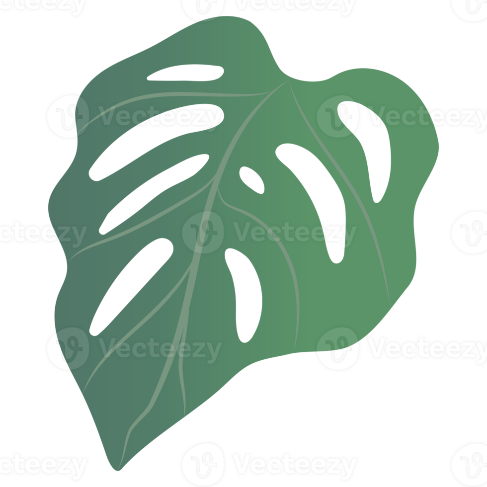Monstera leaves isolated on background png