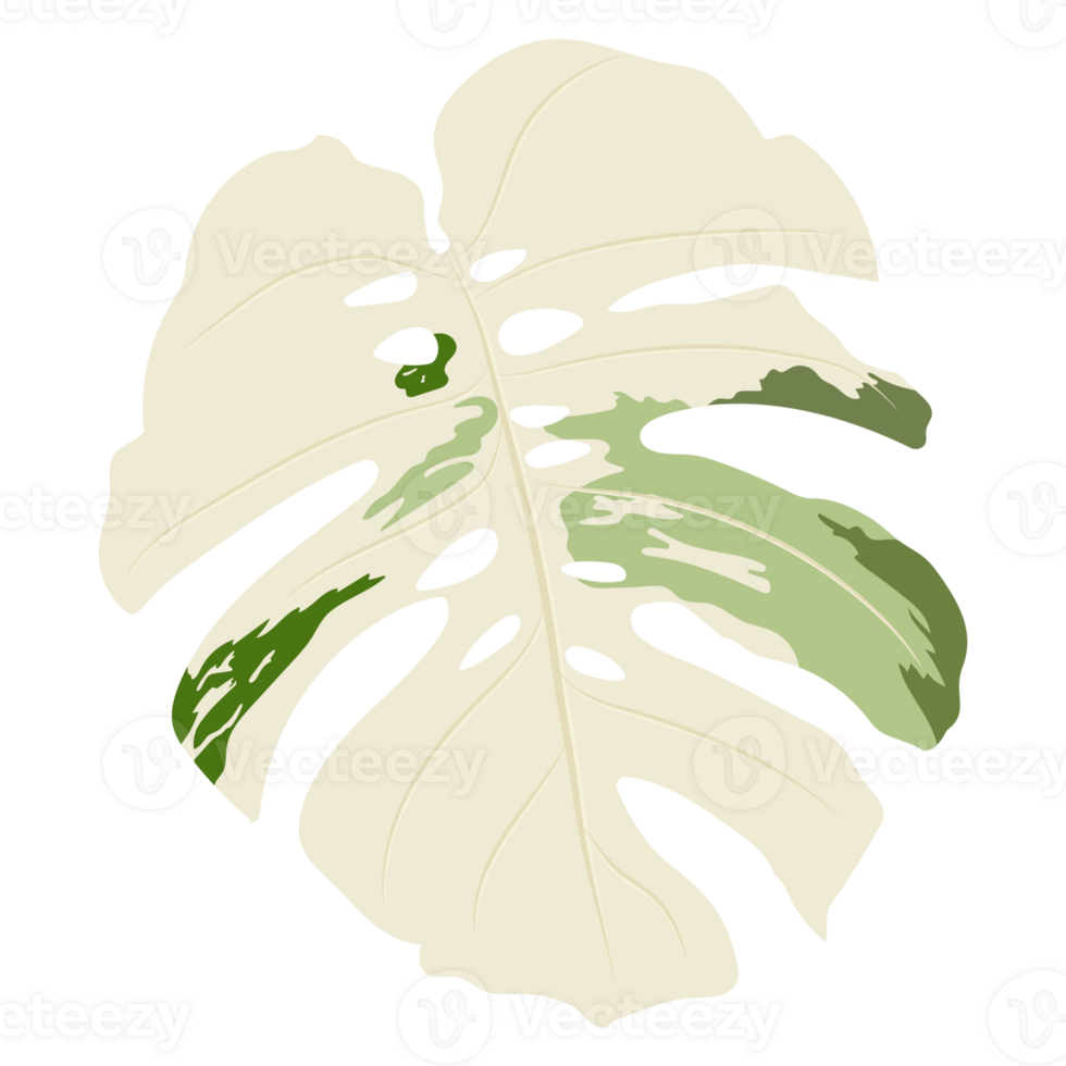 Monstera leaves isolated on background png