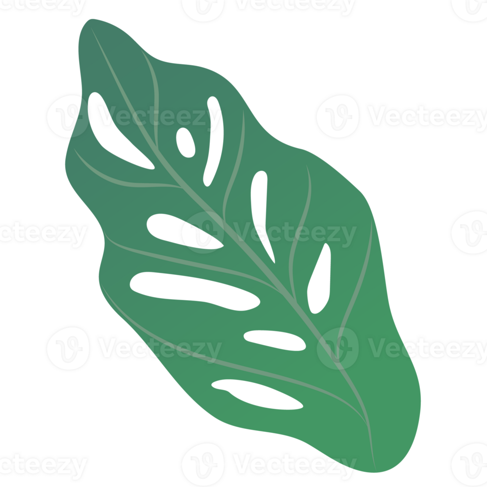 Monstera leaves isolated on transparency background png